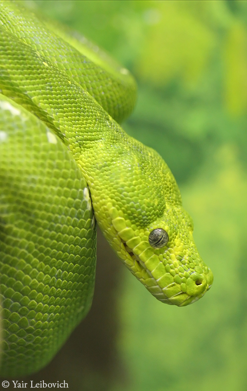 green tree python 2