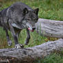 timber wolf