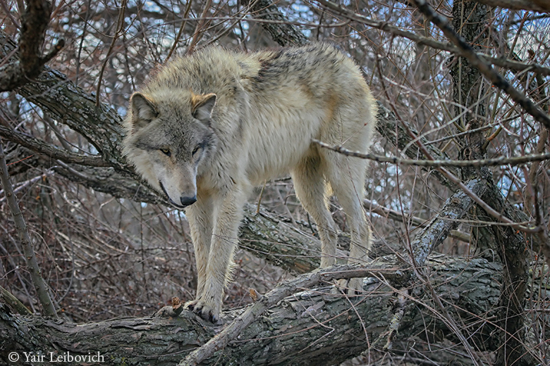 wolf balancing act 2