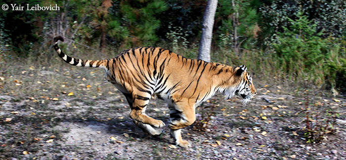 running tiger