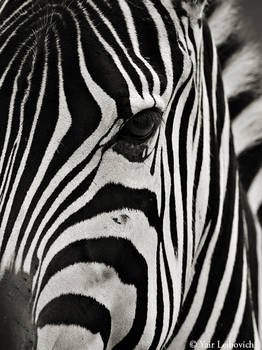 zebra