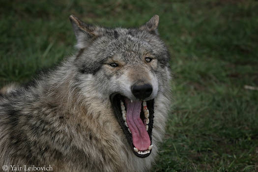 Laughing wolf