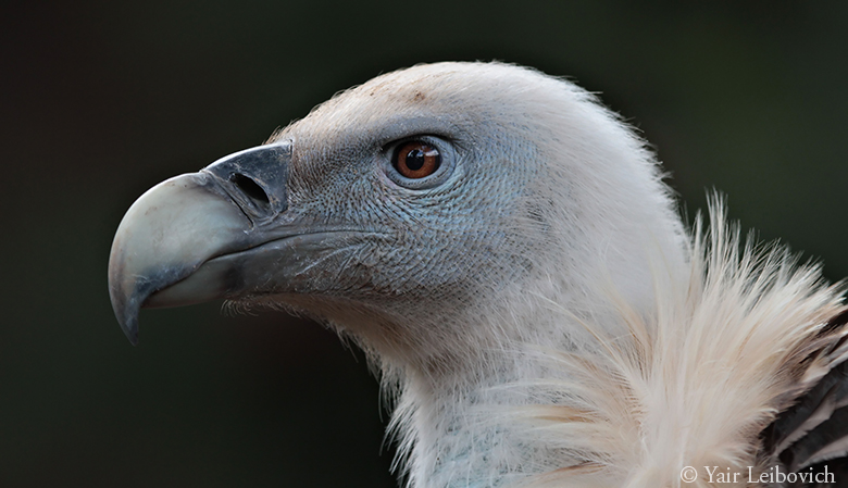 griffon vulture