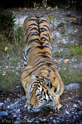 crouching tiger