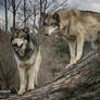 wolf couple