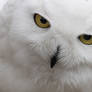 snowy owl