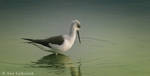 Black-winged Stilt 2 by Yair-Leibovich