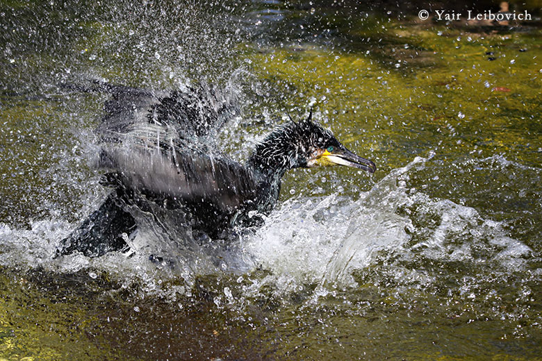 Cormorant going wild 2