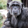 chimp stare