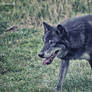 black wolf 3