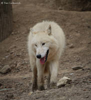arctic wolf 2