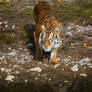 tiger on the hunt