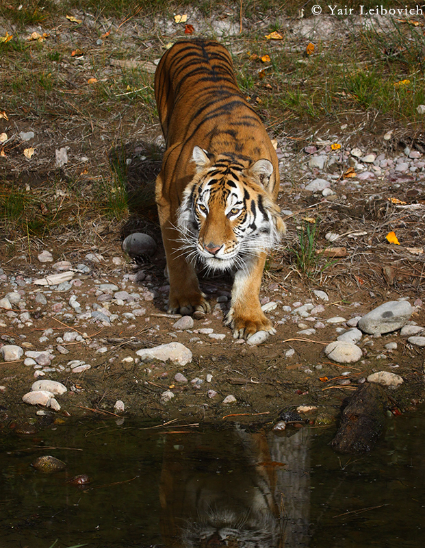 tiger on the hunt