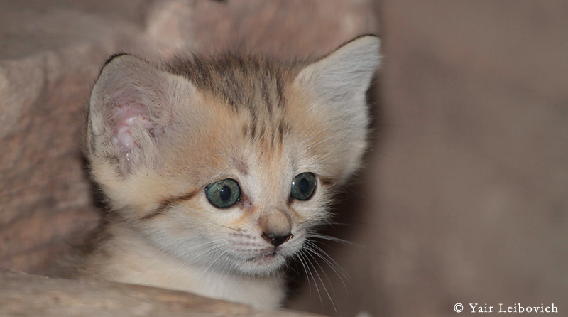 SAND CAT KITTEN 2