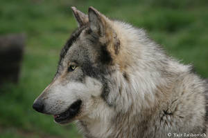 wolf profile