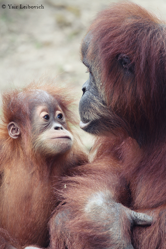 mother and son 2