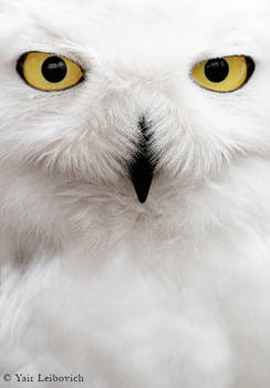 snowy owl