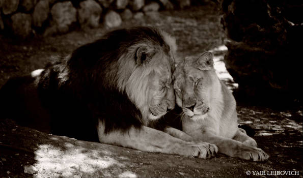 VALENTINE LIONS