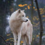 arctic wolf