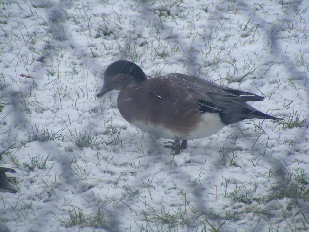 Wood Duck in Snow