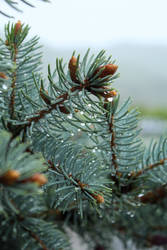 Blue Spruce