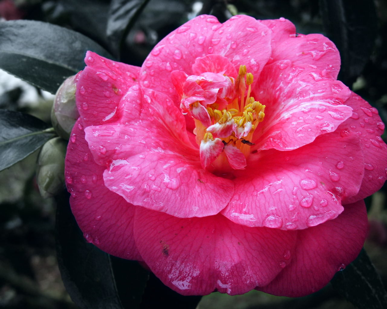 Japanese Garden, Seattle 2