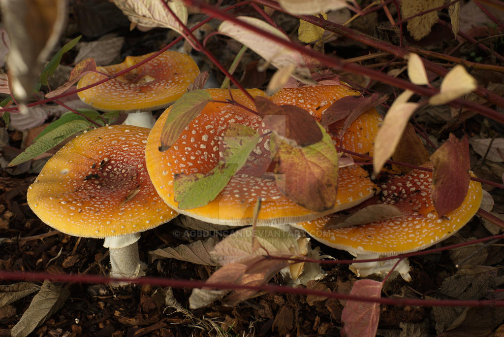 Golden Mushrooms