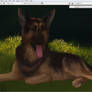 GSD pet portrait WIP