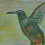 Magic Colibri