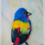 Painted Bunting