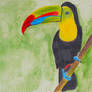 Toucan