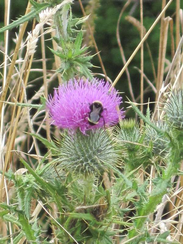 The bee and the nettle