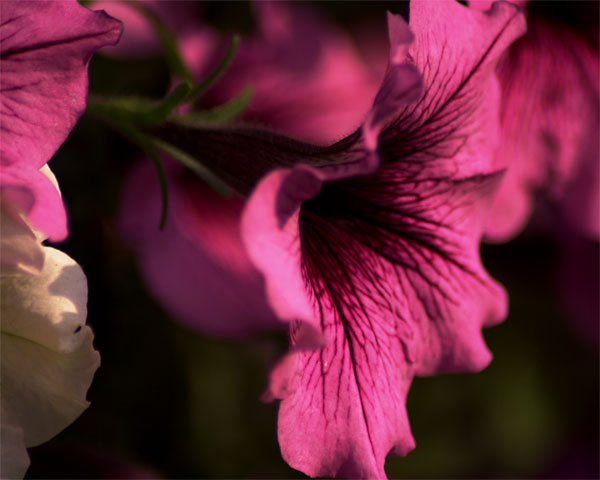 purple flower