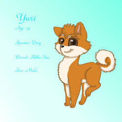 Yuri the Shiba Inu