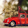 Little Red Riding Beetle