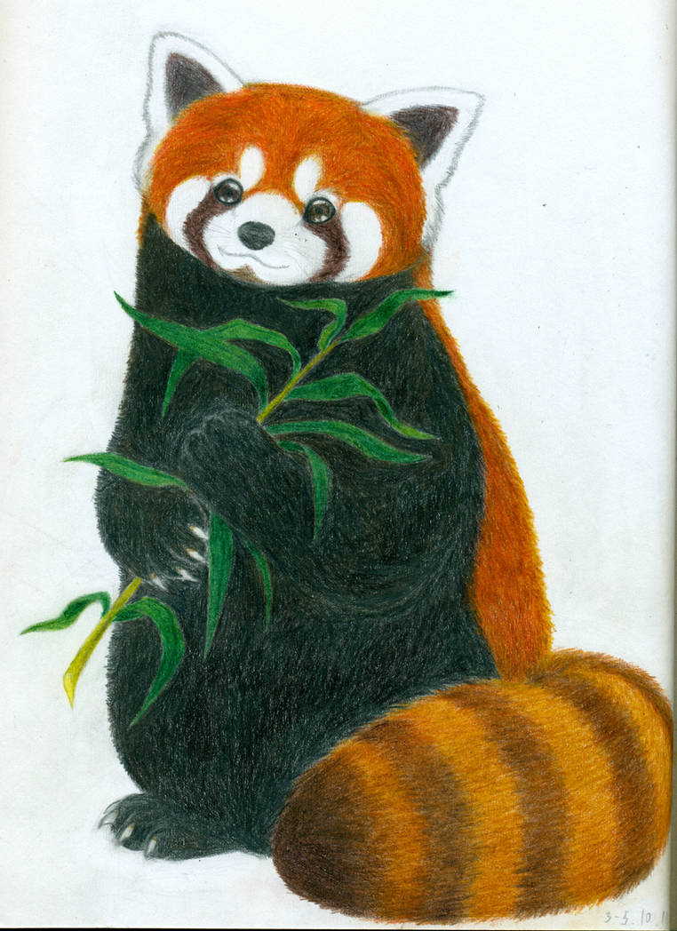 Red panda with bamboo