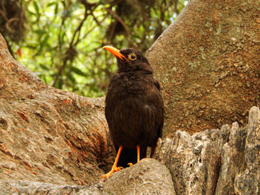 Turdus Chiguanco