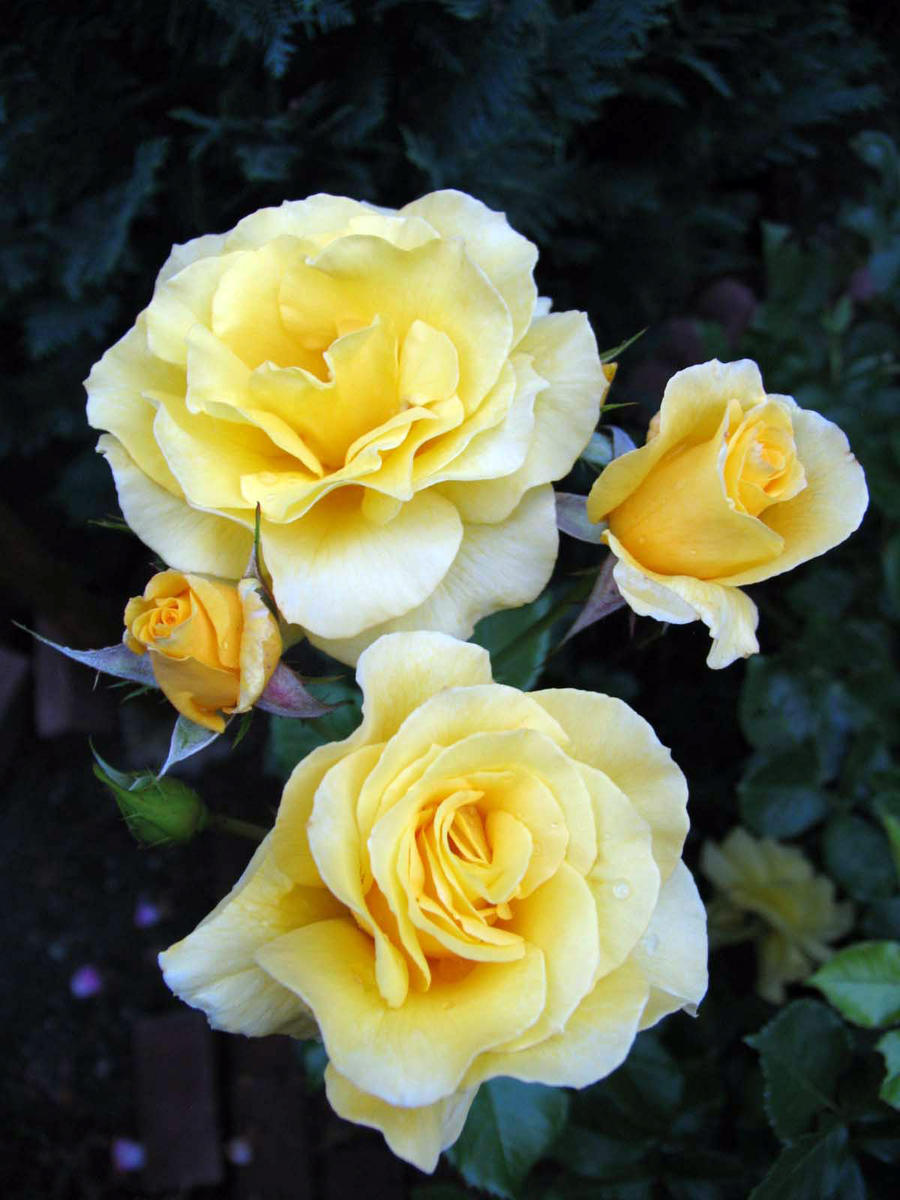 Yellow Roses