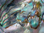 Abalone Shell Macro I by Cynnalia-Stock