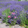 Lavender 1