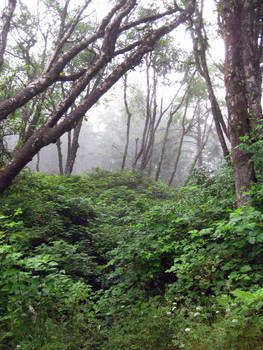 Mist in the Trees