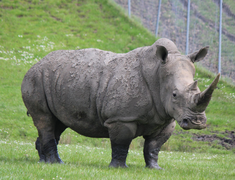 Rhino 1