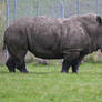 Rhino 2