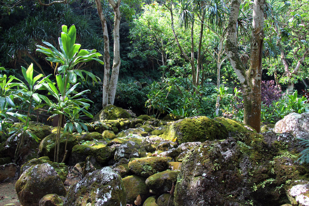 Jungle Rocks Jungle Rocks 3 by Cynnalia-Stock on DeviantArt