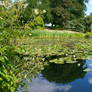 English Countryside Pond