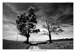 Two trees - BW project