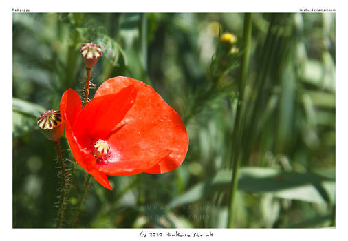 Red poppy