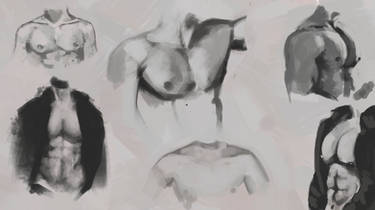 Torso Studies