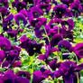 Purple Flowers