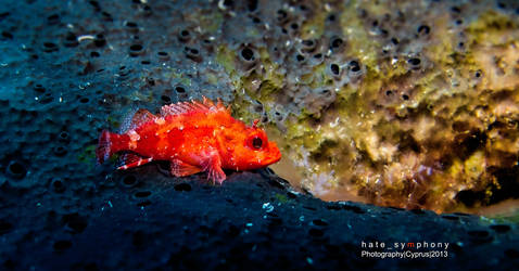 Scorpion fish